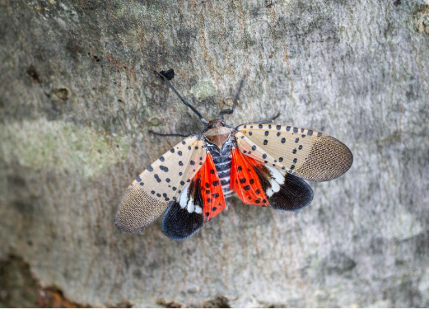 A close up of a bug
AI-generated content may be incorrect.