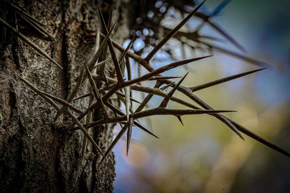 A close up of a tree with thorns
AI-generated content may be incorrect.
