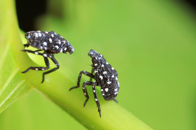 A close-up of bugs on a green leaf
AI-generated content may be incorrect.
